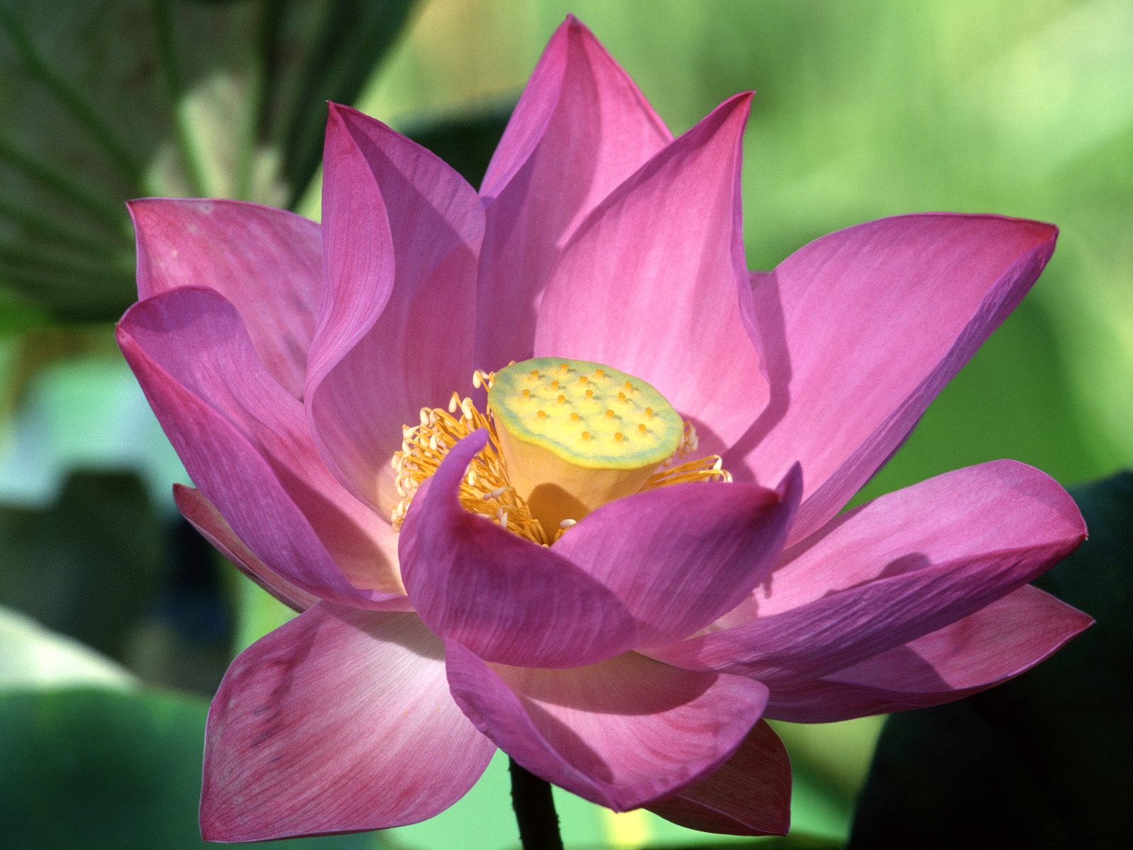 lotus flower